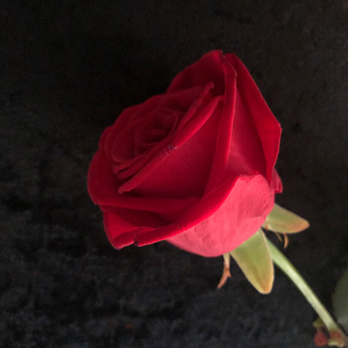 red rose